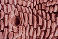 645090 Louse Side A4 Photo Print
