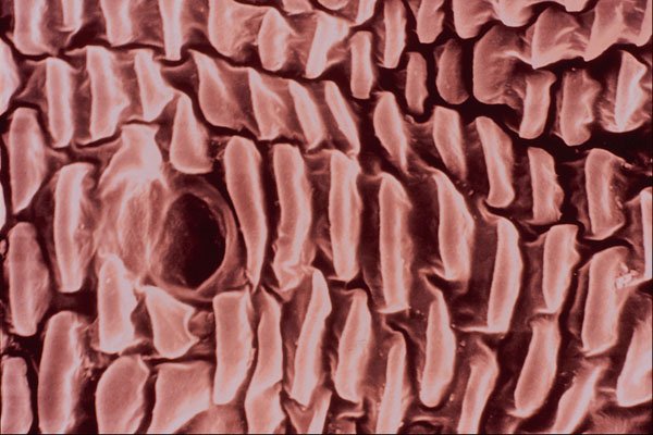 645090 Louse Side A4 Photo Print
