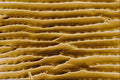 645095 Hair Louse Back A4 Photo Print
