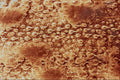 645097 Beetle Front Wing A4 Photo Print