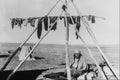 646050 Curing Beef, Blood, Macleod, Alberta, C.1928 Pa 40763 A4 Photo Print