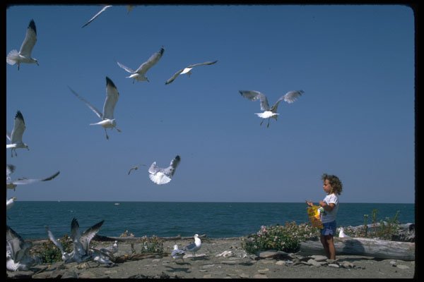 647035 Little Boy Feeding Seagulls Along Lake Erie, New York A4 Photo Print