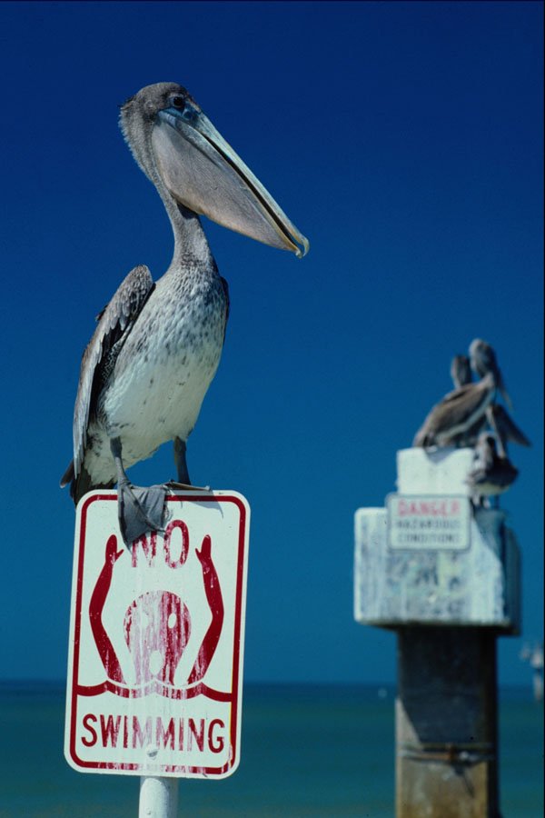647049 Clearwater Beach, Florida A4 Photo Print