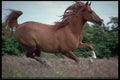 648000 Arab A4 Photo Print