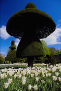 650004 Topiary Garden, Levens Hall, Cumbria, England A4 Photo Print