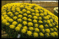 650008 Chrysanthemums In Japanese Garden, Japan A4 Photo Print