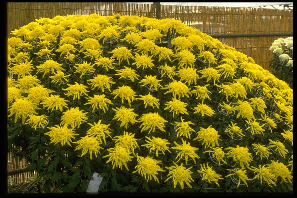 650008 Chrysanthemums In Japanese Garden, Japan A4 Photo Print