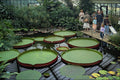 650014 Kew Gardens A4 Photo Print
