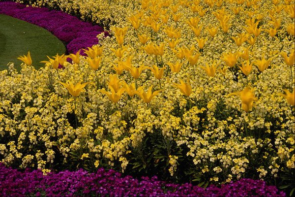 650017 Rainbow Flowerbeds A4 Photo Print