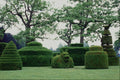 650018 Cave Yews In Topiary Garden, Longwood Gardens, PA, U.S.A. A4 Photo Print