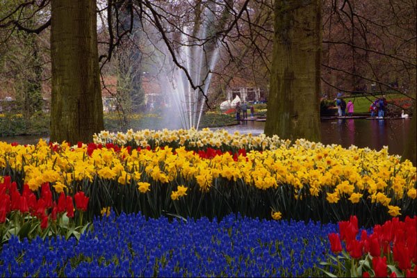 650025 Keukenhof Gardens, Amsterdam, Netherlands A4 Photo Print
