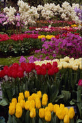 650027 Keukenhof Gardens, Amsterdam, Netherlands A4 Photo Print