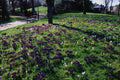 650031 Crocuses, Chapelfield Gardens, Norwich, England A4 Photo Print