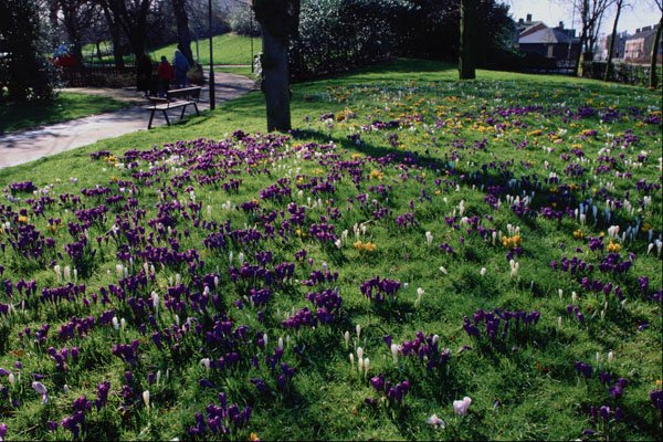 650031 Crocuses, Chapelfield Gardens, Norwich, England A4 Photo Print
