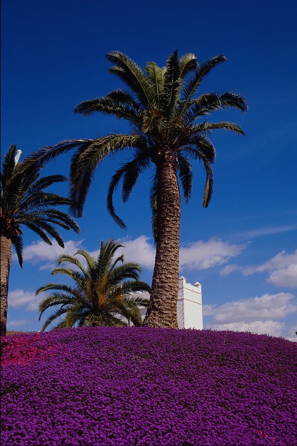 650046 Tropical Scene A4 Photo Print