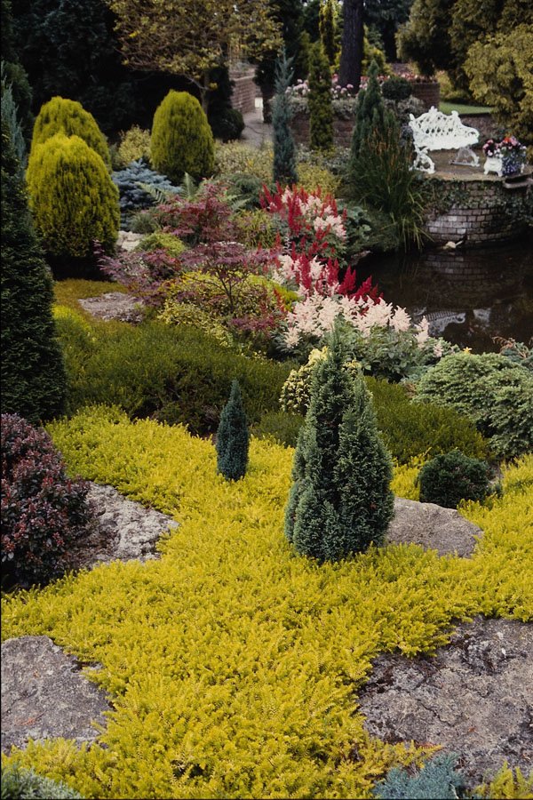 650055 Conifer Garden A4 Photo Print