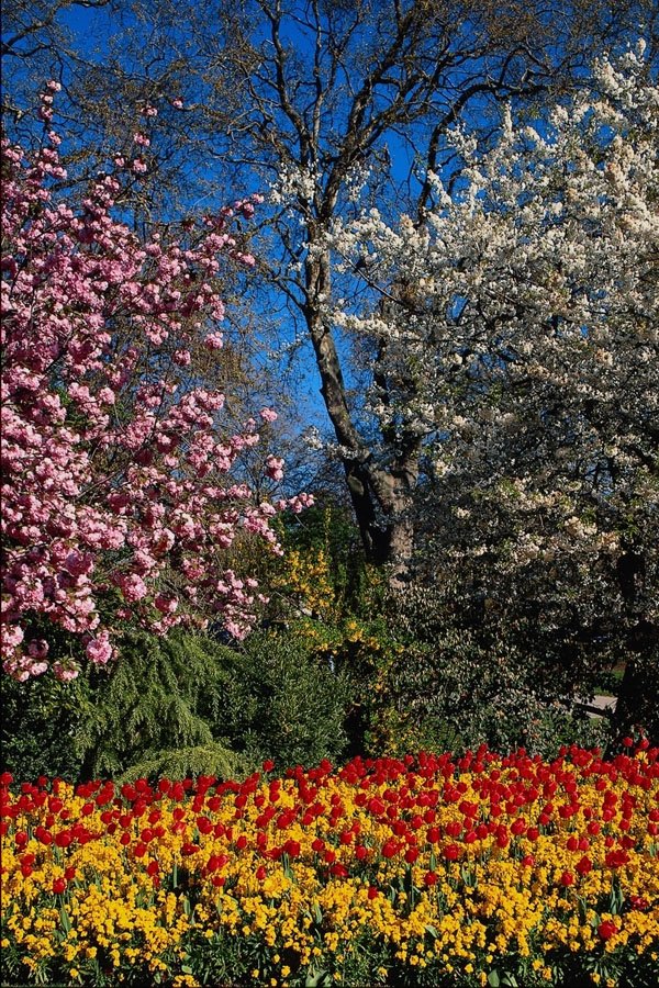 650071 St. James Park In Spring Bloom, London, England A4 Photo Print