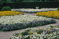 650087 Violas Bed A4 Photo Print