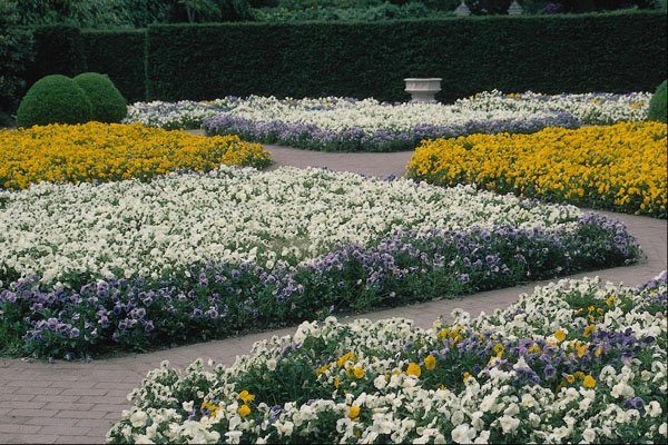 650087 Violas Bed A4 Photo Print