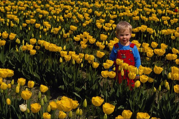 651049 Daffodils And Andrew A4 Photo Print