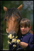 651080 Daisies For A Friend A4 Photo Print