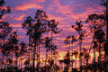 654005 Sunset In Everglades National Park, Florida, U.S.A. A4 Photo Print