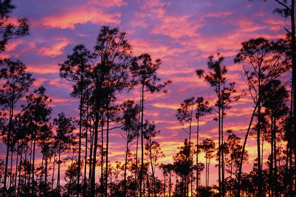 654005 Sunset In Everglades National Park, Florida, U.S.A. A4 Photo Print