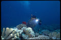 654007 Diver Shooting Video On Coral Bed A4 Photo Print
