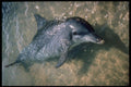 654012 Bottle nosed Dolphin A4 Photo Print