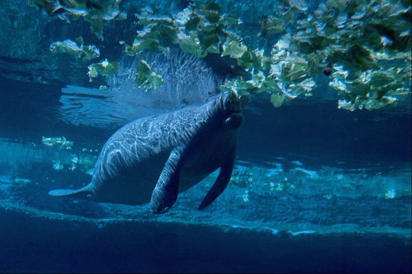 654015 Manatee, Lowry Park Zoo, Tampa Bay, Florida, U.S.A. A4 Photo Print
