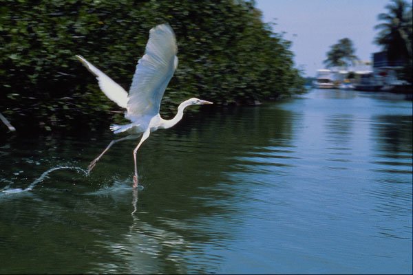 654021 Great Blue Heron (white Phase), Key Largo, Florida, U.S.A. A4 Photo Print