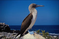 654033 Blue footed Booby, Espaniola Island, Galapagos A4 Photo Print