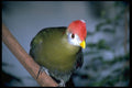 654057 Red crested Turaco, Africa A4 Photo Print
