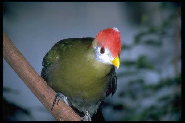 654057 Red crested Turaco, Africa A4 Photo Print