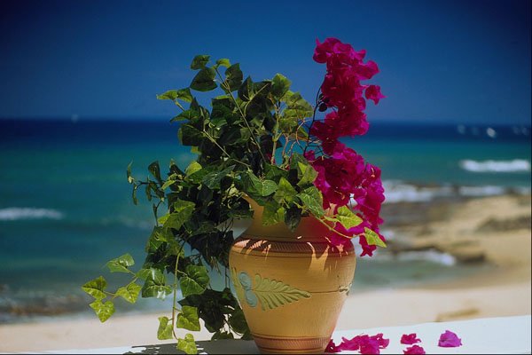 654061 Bougainvillea, Baja, Mexico A4 Photo Print
