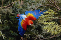 654062 Scarlet Macaw A4 Photo Print