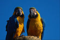 654063 Parrot Pair A4 Photo Print