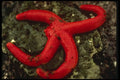 654068 Marine Life A4 Photo Print