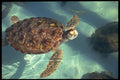 654070 Sea Turtle Surfaces A4 Photo Print
