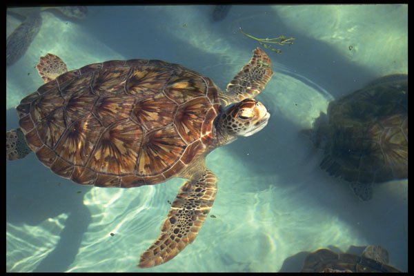 654070 Sea Turtle Surfaces A4 Photo Print
