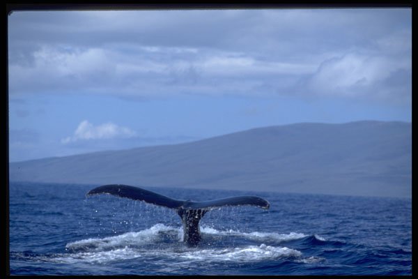 654073 Humpback Whale Tail, Hawaii A4 Photo Print