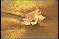 654081 Fiji Islands, There Are Still Shells Like This On The Beach A4 Photo Print
