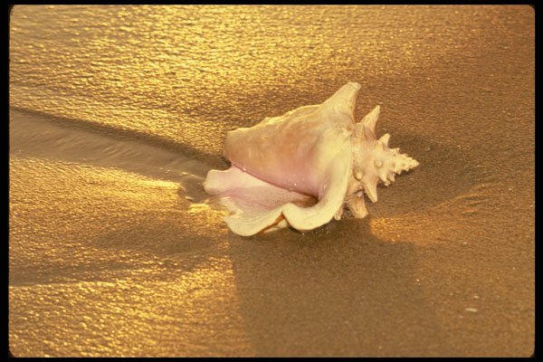 654081 Fiji Islands, There Are Still Shells Like This On The Beach A4 Photo Print
