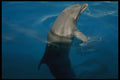 654082 Dolphin A4 Photo Print