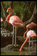 654086 Flamingos A4 Photo Print