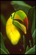 654087 Keel billed Toucan A4 Photo Print
