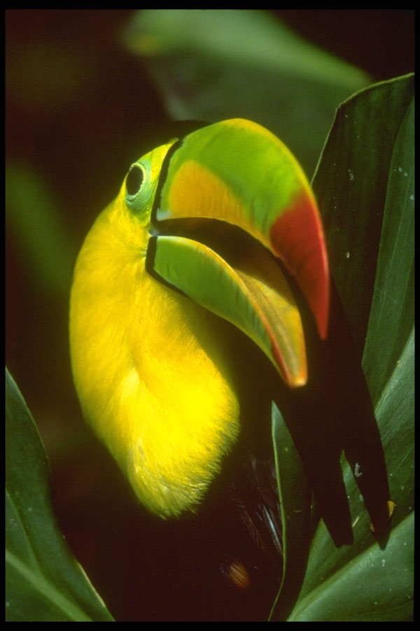 654087 Keel billed Toucan A4 Photo Print