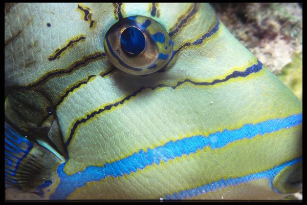 654089 Queen Tigerfish, Cayman Islands A4 Photo Print