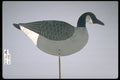 655028 Canada Goose Silhouette, Circa 1950 A4 Photo Print