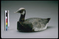 655051 Canada Goose Decoy, 1895 1905 A4 Photo Print
